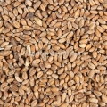Пшеница на 100 л браги/20 кг